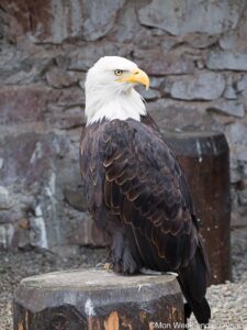 pyrargue-tete-blanche-volerie-aigles-kintzheim