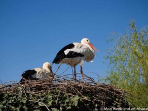 Storch-Natur-Park-Hunawihr