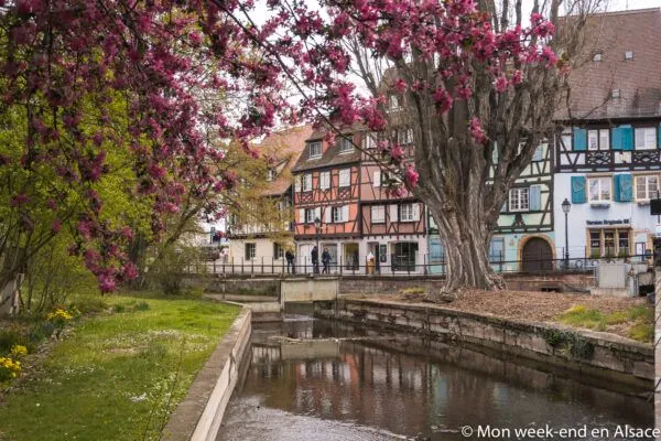 printemps-colmar