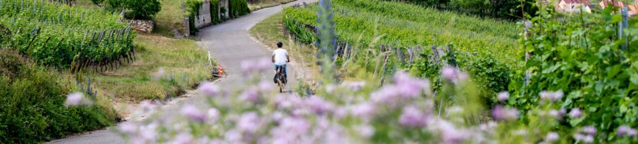 Mit dem Elektrofahrrad auf der Weinstraße: Rundfahrt ab Kaysersberg (44km) 1 Radfahren auf der Straße nach Katzenthal in den elsässischen Weinbergen