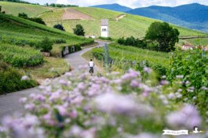Radfahren auf der Straße nach Katzenthal in den elsässischen Weinbergen